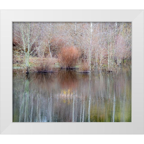 USA-Washington State-Sammamish springtime and alder trees and their reflections in small pond White Modern Wood Framed Art Print by Gulin, Sylvia