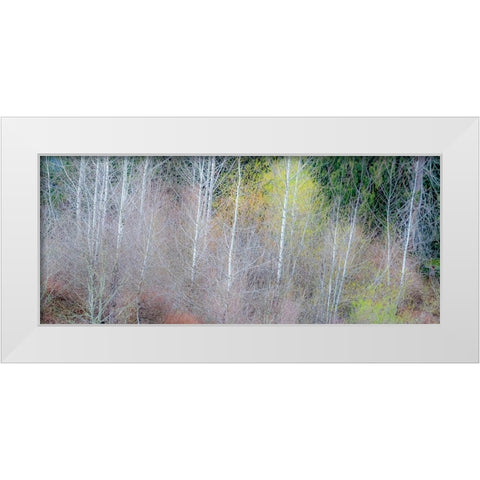 USA-Washington State-Sammamish springtime and alder and willow trees in early spring pano White Modern Wood Framed Art Print by Gulin, Sylvia