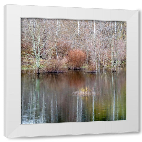 USA-Washington State-Sammamish springtime and alder trees and their reflections in small pond White Modern Wood Framed Art Print by Gulin, Sylvia