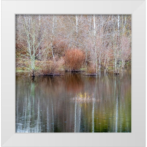 USA-Washington State-Sammamish springtime and alder trees and their reflections in small pond White Modern Wood Framed Art Print by Gulin, Sylvia