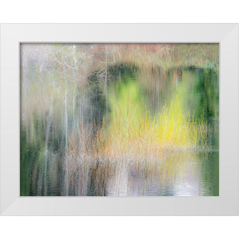 USA-Washington State-Sammamish springtime willow trees in early spring in small pond White Modern Wood Framed Art Print by Gulin, Sylvia