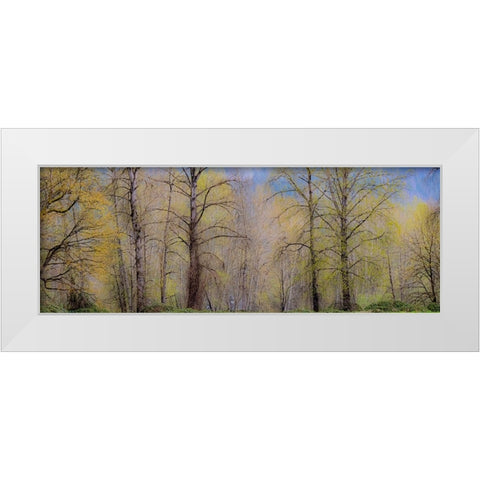 USA-Washington State-Carnation early spring and trees just budding out White Modern Wood Framed Art Print by Gulin, Sylvia