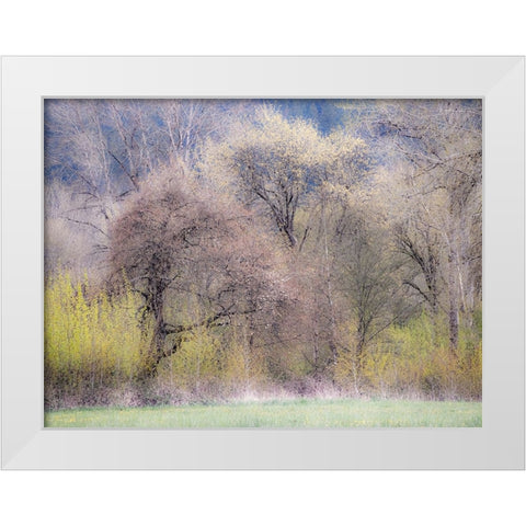 USA-Washington State-Carnation early spring and trees just budding out White Modern Wood Framed Art Print by Gulin, Sylvia