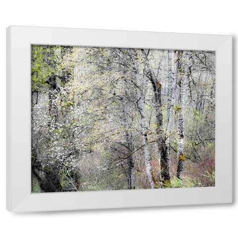 USA-Washington State-Fall City-Springtime cherry trees blooming along Snoqualmie River White Modern Wood Framed Art Print by Gulin, Sylvia