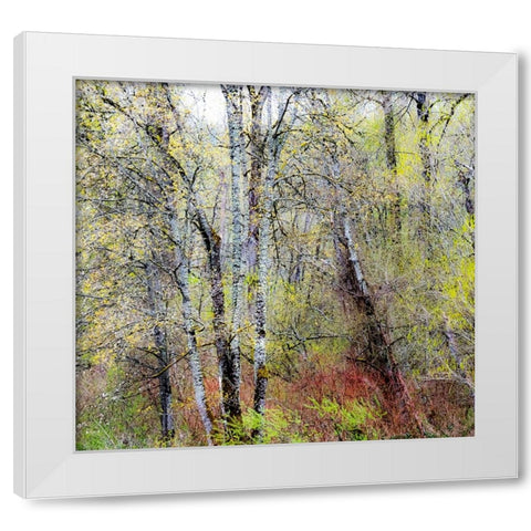 USA-Washington State-Fall City Cottonwoods just budding out in the spring White Modern Wood Framed Art Print by Gulin, Sylvia