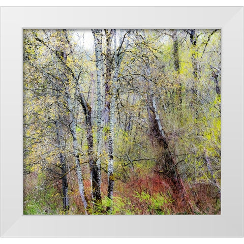 USA-Washington State-Fall City Cottonwoods just budding out in the spring White Modern Wood Framed Art Print by Gulin, Sylvia