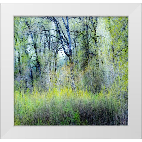 USA-Washington State-Fall City Cottonwoods just budding out in the spring White Modern Wood Framed Art Print by Gulin, Sylvia
