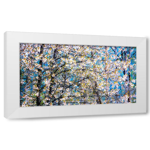 USA-Washington State-Fall City wild cherry springtime blooming White Modern Wood Framed Art Print by Gulin, Sylvia