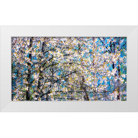 USA-Washington State-Fall City wild cherry springtime blooming White Modern Wood Framed Art Print by Gulin, Sylvia