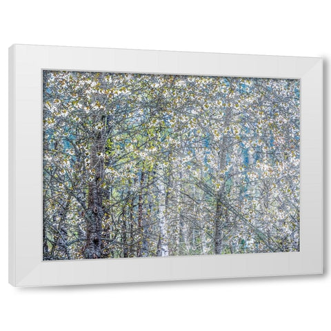 USA-Washington State-Fall City wild cherry springtime blooming White Modern Wood Framed Art Print by Gulin, Sylvia