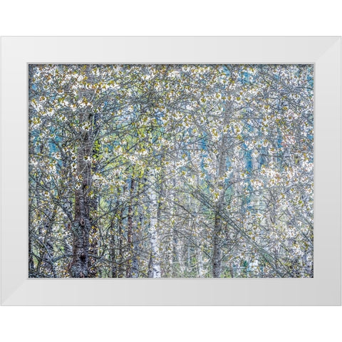 USA-Washington State-Fall City wild cherry springtime blooming White Modern Wood Framed Art Print by Gulin, Sylvia