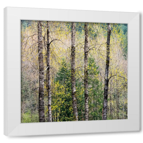 USA-Washington State-Fall City Cottonwoods just budding out in the spring along the Snoqualmie River White Modern Wood Framed Art Print by Gulin, Sylvia