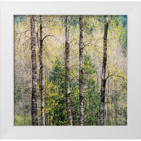 USA-Washington State-Fall City Cottonwoods just budding out in the spring along the Snoqualmie River White Modern Wood Framed Art Print by Gulin, Sylvia