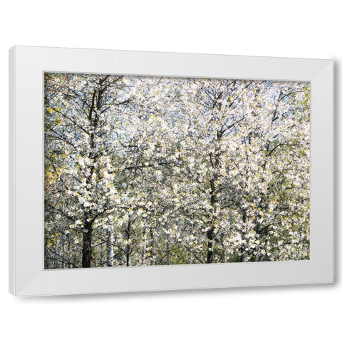 USA-Washington State-Fall City wild cherry springtime blooming White Modern Wood Framed Art Print by Gulin, Sylvia