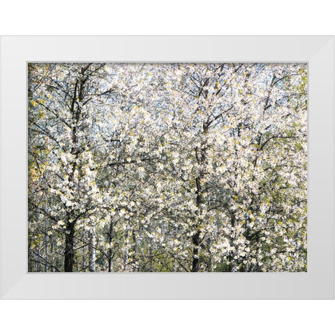 USA-Washington State-Fall City wild cherry springtime blooming White Modern Wood Framed Art Print by Gulin, Sylvia