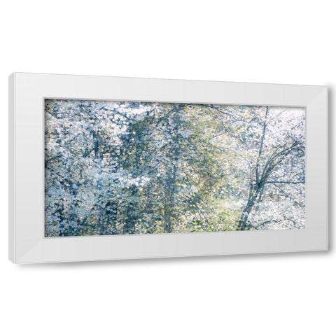 USA-Washington State-Fall City wild cherry springtime blooming White Modern Wood Framed Art Print by Gulin, Sylvia