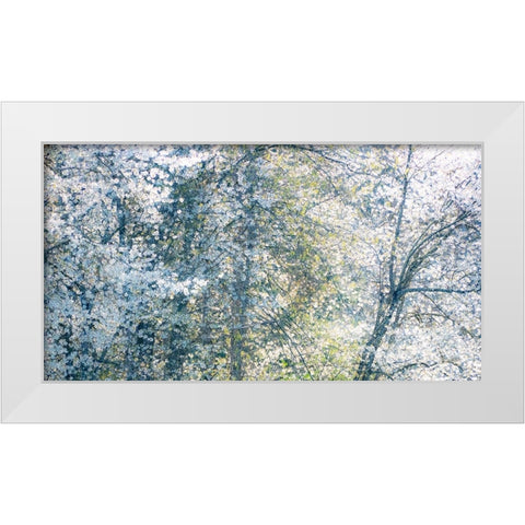 USA-Washington State-Fall City wild cherry springtime blooming White Modern Wood Framed Art Print by Gulin, Sylvia