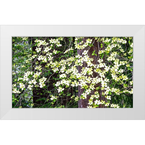 USA-Washington State-Pacific Northwest Sammamish White Dogwood blooming early spring White Modern Wood Framed Art Print by Gulin, Sylvia
