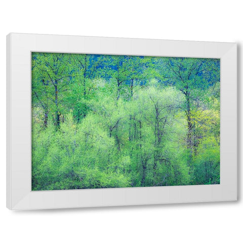 USA-Washington State-Pacific Northwest Preston and just leafing out Cottonwoods White Modern Wood Framed Art Print by Gulin, Sylvia