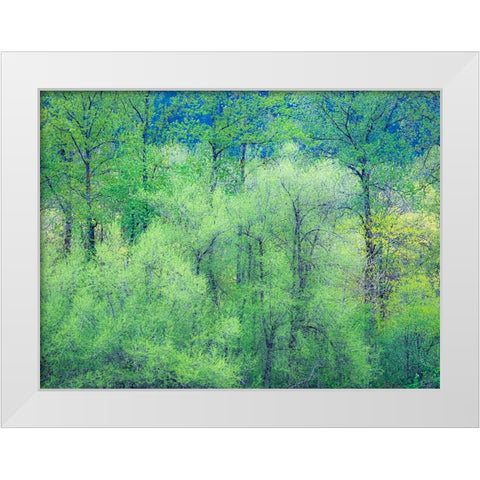 USA-Washington State-Pacific Northwest Preston and just leafing out Cottonwoods White Modern Wood Framed Art Print by Gulin, Sylvia
