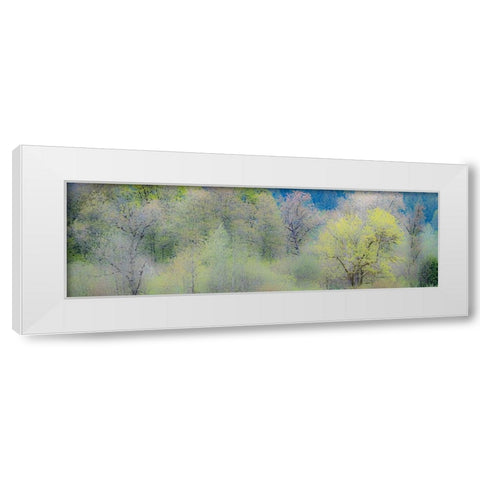 USA-Washington State-Pacific Northwest-Fall City springtime and Cottonwood trees just budding out White Modern Wood Framed Art Print by Gulin, Sylvia