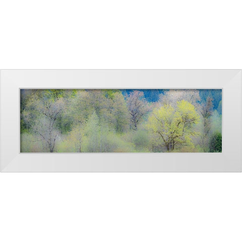 USA-Washington State-Pacific Northwest-Fall City springtime and Cottonwood trees just budding out White Modern Wood Framed Art Print by Gulin, Sylvia
