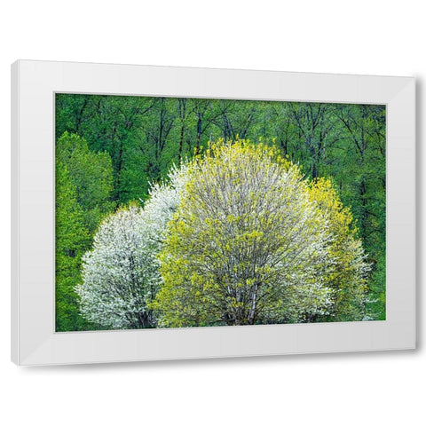 USA-Washington State-Pacific Northwest-Fall City springtime and flowering wild Cherry White Modern Wood Framed Art Print by Gulin, Sylvia