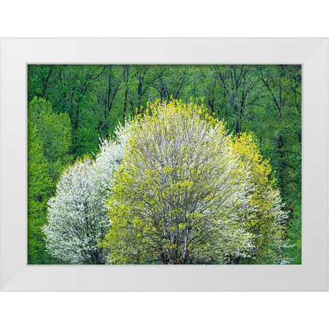 USA-Washington State-Pacific Northwest-Fall City springtime and flowering wild Cherry White Modern Wood Framed Art Print by Gulin, Sylvia