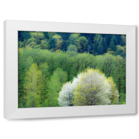 USA-Washington State-Pacific Northwest-Fall City springtime and flowering wild Cherry White Modern Wood Framed Art Print by Gulin, Sylvia