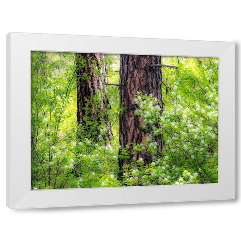 USA-Washington State-Leavenworth white flowering bush amongst Ponderosa Pine White Modern Wood Framed Art Print by Gulin, Sylvia