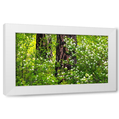USA-Washington State-Leavenworth white flowering bush amongst Ponderosa Pine White Modern Wood Framed Art Print by Gulin, Sylvia