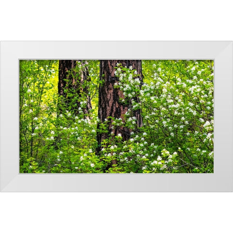 USA-Washington State-Leavenworth white flowering bush amongst Ponderosa Pine White Modern Wood Framed Art Print by Gulin, Sylvia