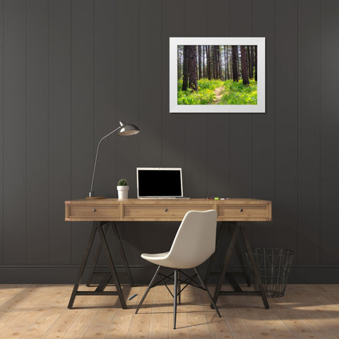 USA-Washington State-Leavenworth Balsamroot blooming amongst Ponderosa Pine White Modern Wood Framed Art Print by Gulin, Sylvia