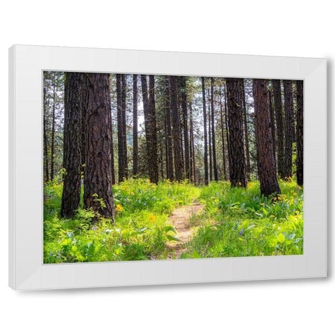 USA-Washington State-Leavenworth Balsamroot blooming amongst Ponderosa Pine White Modern Wood Framed Art Print by Gulin, Sylvia
