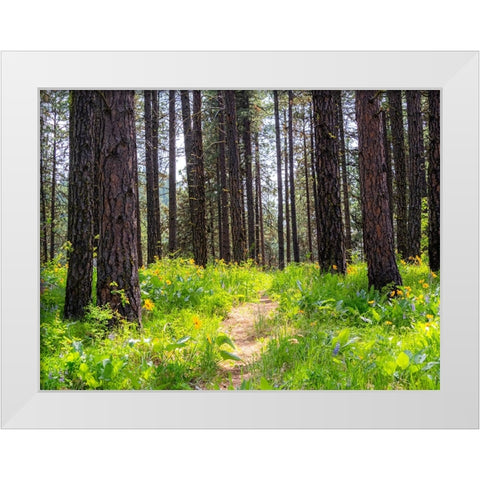 USA-Washington State-Leavenworth Balsamroot blooming amongst Ponderosa Pine White Modern Wood Framed Art Print by Gulin, Sylvia