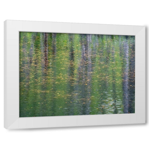 USA-Washington State-Old Cascade Highway off of Highway 2 and pond reflecting alder trees White Modern Wood Framed Art Print by Gulin, Sylvia