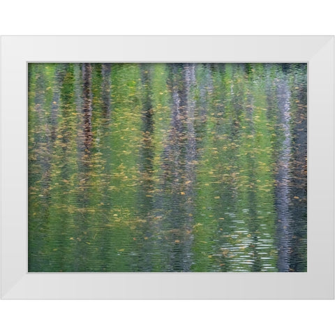 USA-Washington State-Old Cascade Highway off of Highway 2 and pond reflecting alder trees White Modern Wood Framed Art Print by Gulin, Sylvia