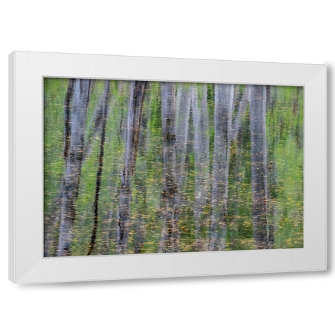 USA-Washington State-Old Cascade Highway off of Highway 2 and pond reflecting alder trees White Modern Wood Framed Art Print by Gulin, Sylvia