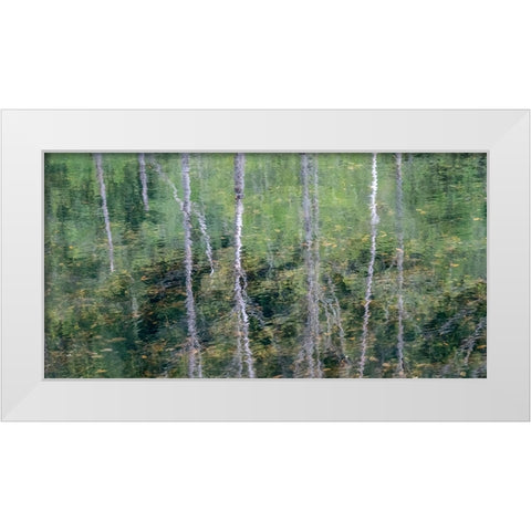USA-Washington State-Old Cascade Highway off of Highway 2 and pond reflecting alder trees White Modern Wood Framed Art Print by Gulin, Sylvia