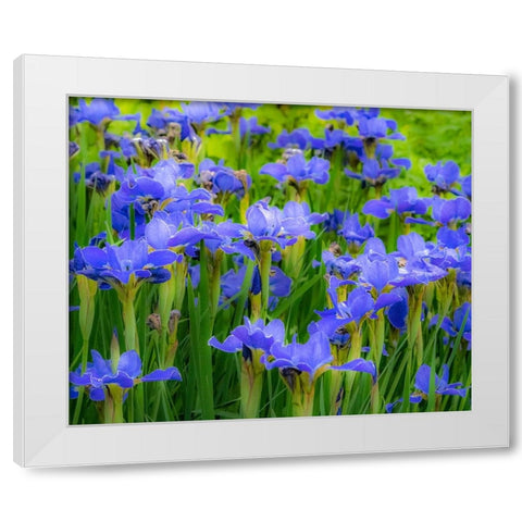 USA-Washington State-Pacific Northwest-Bellevue and the Bellevue Botanical Gardens springtime White Modern Wood Framed Art Print by Gulin, Sylvia
