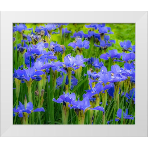 USA-Washington State-Pacific Northwest-Bellevue and the Bellevue Botanical Gardens springtime White Modern Wood Framed Art Print by Gulin, Sylvia