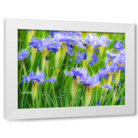 USA-Washington State-Pacific Northwest-Bellevue and the Bellevue Botanical Gardens springtime White Modern Wood Framed Art Print by Gulin, Sylvia