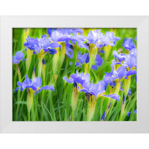 USA-Washington State-Pacific Northwest-Bellevue and the Bellevue Botanical Gardens springtime White Modern Wood Framed Art Print by Gulin, Sylvia
