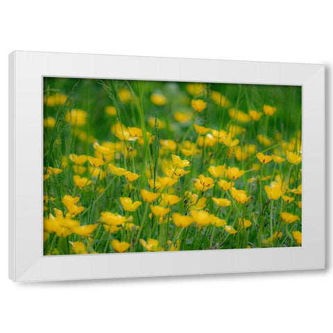 USA-Washington State-Pacific Northwest-Bellevue and the Bellevue Botanical Gardens springtime White Modern Wood Framed Art Print by Gulin, Sylvia