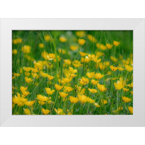 USA-Washington State-Pacific Northwest-Bellevue and the Bellevue Botanical Gardens springtime White Modern Wood Framed Art Print by Gulin, Sylvia