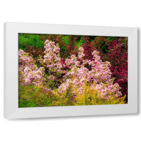 USA-Washington State-Pacific Northwest-Bellevue and the Bellevue Botanical Gardens springtime White Modern Wood Framed Art Print by Gulin, Sylvia