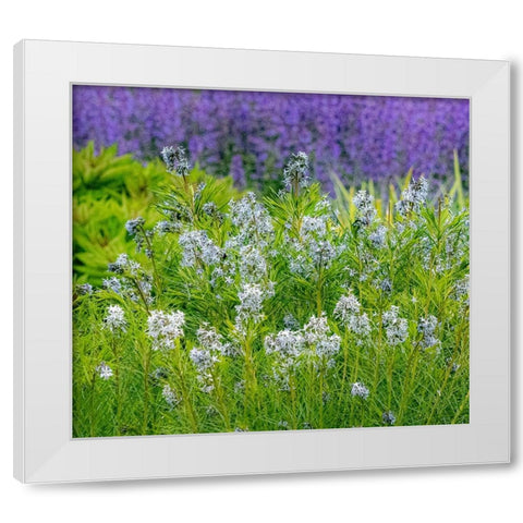 USA-Washington State-Pacific Northwest-Bellevue and the Bellevue Botanical Gardens springtime White Modern Wood Framed Art Print by Gulin, Sylvia
