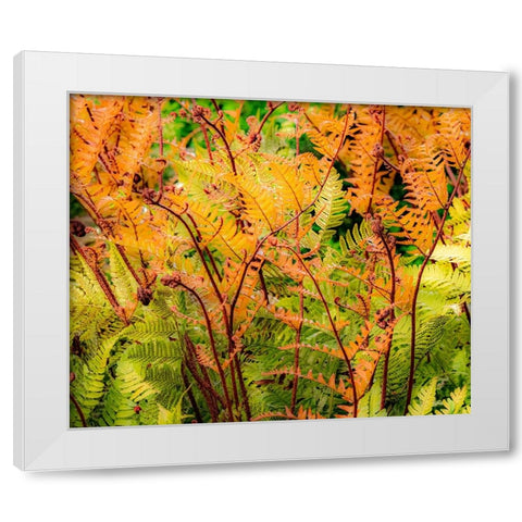 USA-Washington State-Pacific Northwest-Bellevue and the Bellevue Botanical Gardens springtime White Modern Wood Framed Art Print by Gulin, Sylvia