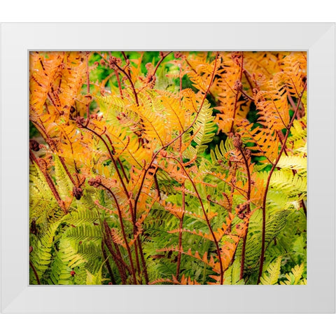 USA-Washington State-Pacific Northwest-Bellevue and the Bellevue Botanical Gardens springtime White Modern Wood Framed Art Print by Gulin, Sylvia
