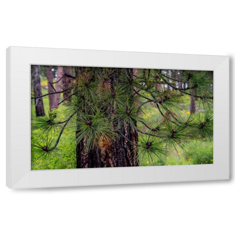 USA-Washington State-Table Mountain eastern Cascade Mountains and Ponderosa Pine White Modern Wood Framed Art Print by Gulin, Sylvia